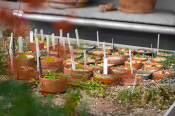 red ceramic pots with herbs in greenhouse