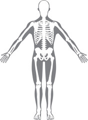 全身骨格　後面　男性　シルエット白