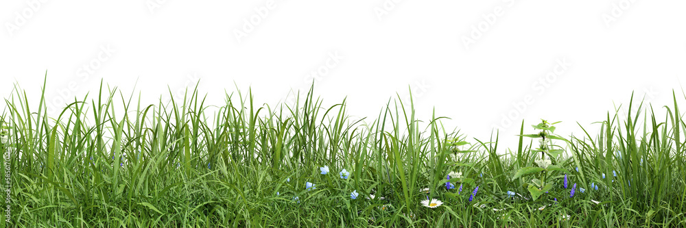 Wall mural green grass and flower fields on transparent background 3d rendering png