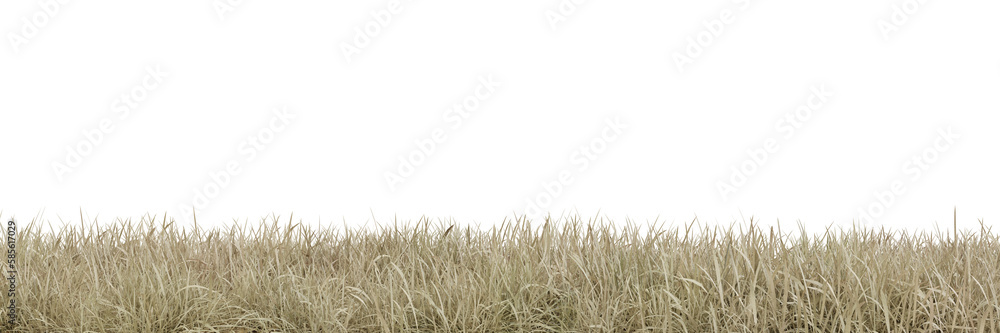 Wall mural dry meadow on transparent background 3d rendering png