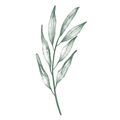 Fototapeta premium Green watercolor leaf hand painted for greeting card decoration and invitation card.