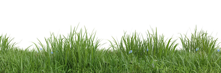 Fototapeta premium Green grass on transparent background 3d rendering png