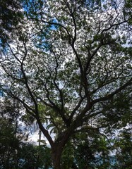 trees and sky in the park