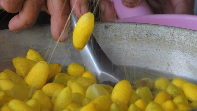 Close up of a female hand  uses a spoon to scoop the pupa from the cocoon boiling pot, Boiling yellow silkworm cocoons in the pot to make silk thread.