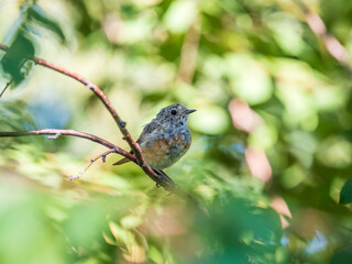The common redstart, Phoenicurus phoenicurus, young bird, is photographed in close-up sitting on a branch against a blurred background.