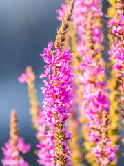 Summer Flowering Purple Loosestrife, Lythrum tomentosum on a green blured background.