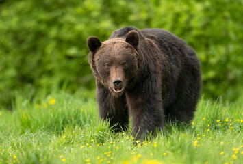 Wild brown bear ( Ursus arctos )