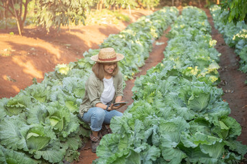 Fresh cabbage in harvest field. cabbage are growing in garden. great day for field work. agronomist...