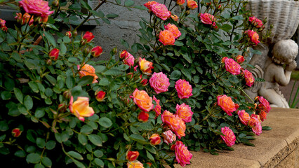A bed of miniature roses.  Rosa 'Little Sunset' (Korlutmag).  A fabulous patio rose bred by Kordes...