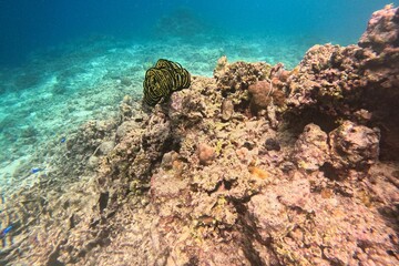 A black and yellow soft coral in Moalboal, Cebu in the Philippines, surrounded by hard corals.
