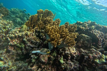 Close up of a puffer fish in Moalboal, Cebu in the Philippines surrounded by coral.