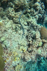 A coral reef in Moalboal, Cebu in the Philippines with a black and white sea snake in focus.
