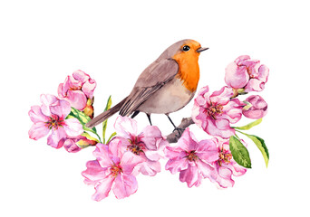 Bird in spring cherry blossom, pink apple flowers. Spring floral branch of flowering sakura and robin. Watercolor vector - 585622285