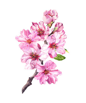 Spring cherry blossom flowering branch with pink flowers and leaves. Watercolor vector apple, almond bloom, flourish sakura plant. Beautiful design 