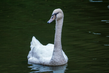 A graceful white swan swimming on a lake with dark water. The white swan is reflected in the water