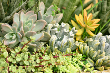 Various succulent plant, decoration houseplant