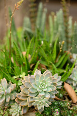 Various succulent plant, decoration houseplant