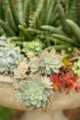 Various succulent plant, decoration houseplant