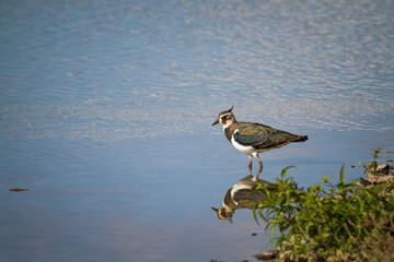 Lapwing (Vanellus vanellus) by water