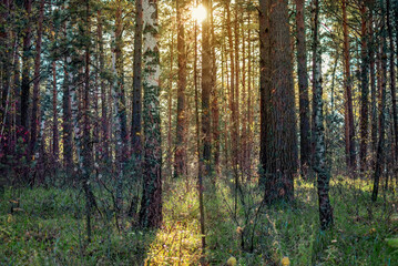 Obraz premium sunset in a wild pine forest, the sun breaks through the tree trunks