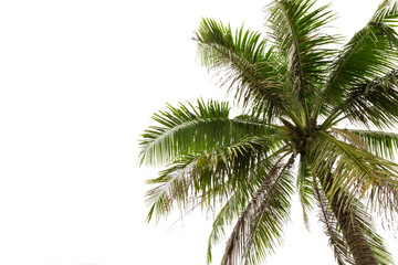 Fototapeta na wymiar Cocoanut tree isolated on white background
