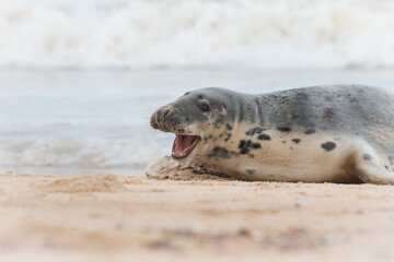 Headshot of a female grey seal (Halichoerus grypus) on a beach
