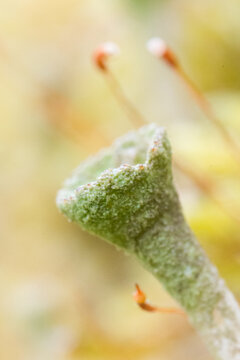 Pixie cup (Cladonia asahinae)