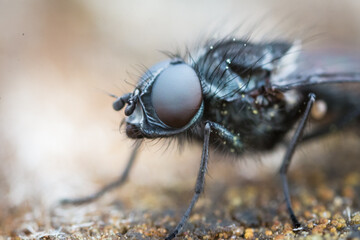 Close up of the head and eye of a flesh fly