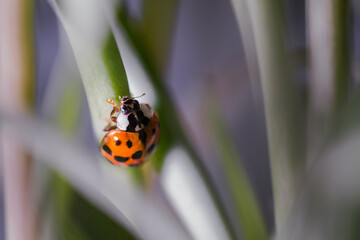 Harlequin ladybird (Harmonia axyridis) in the vegetation