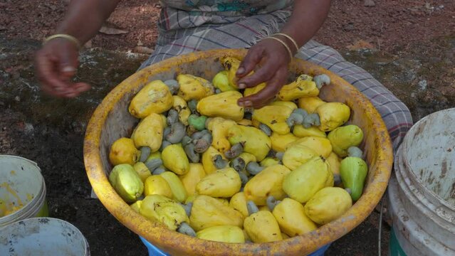 Cashew nut harvesting. Closeup of a female farmer's hand separating cashew seeds from the fruit.