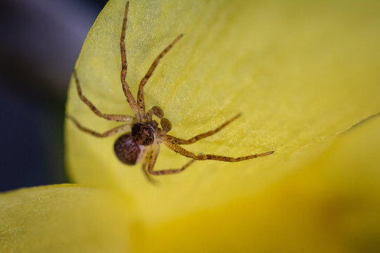 Spider (Phillodromus sp) on a daffofil flower
