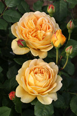 Rosa 'Golden Celebration' (Ausgold). An English shrub rose bred by David Austin Roses.