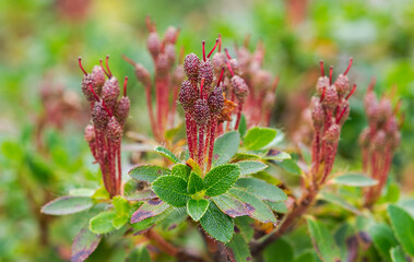 Flowers of Hairy Alpenrose, Rhododendron hirsutum. Photo taken in the Mieming Range, State of Tyrol, Austria.
