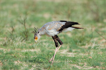 A secretary bird (Sagittarius serpentarius) hunting in natural habitat, South Africa.