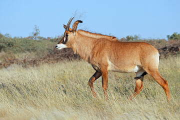 A rare roan antelope (Hippotragus equinus) in natural habitat, South Africa.