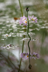 Water violet (Hottonia palustris) with reflection in the water