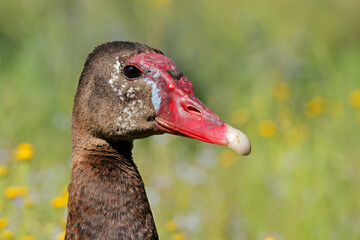 Portrait of a spur-winged goose (Plectropterus gambensis), South Africa.