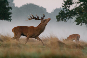 Red deer stag (Cervus elaphus) in the park