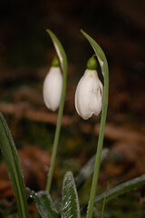 Fototapeta premium Two snowdrop flowers (Galanthus nivalis)
