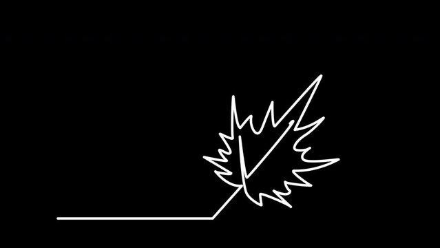 Maple leaf outline self drawing animation. Line art. Luma matte.