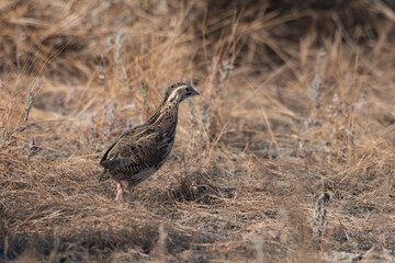 Common quail or Coturnix coturnix or European quail observed in Rann of Kutch