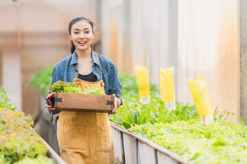 Farmer woman holding wooden box or basket with full of fresh raw vegetables in local farm or green house, Young attractive Asian woman or Pretty gardener harvesting a crop of food plant for business