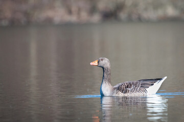 Swimming in the Spring
