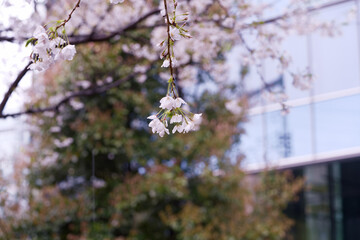 Sakura (Cherry Blossom) in rainy days, Tokyo Japan