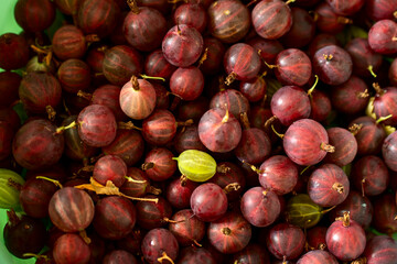 gooseberries in a bowl on the grass, red gooseberry berry in a bowl