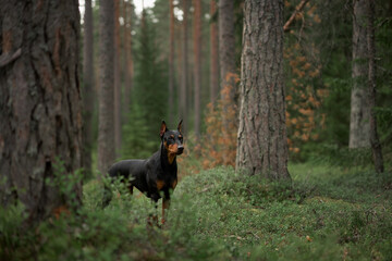 dog in a pine forest. German pinscher in nature. Walking with a pet, hiking in the woods 