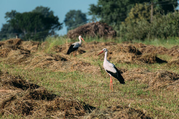 Two Storks walk across a field with mown hay. - 585632621