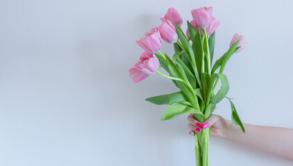 Pink tulips bouquet in woman's hand on white background
