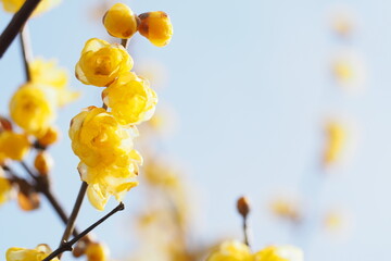 晴れた早春の空と蝋梅の花