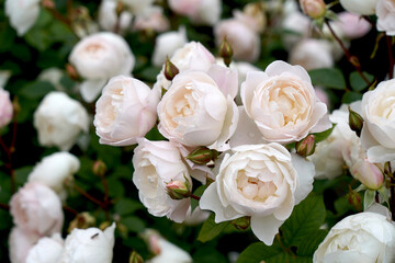 Obraz na płótnie Canvas Rosa 'Desdemona' (Auskindling). A beautiful white English rose, bred by David Austin Roses.
